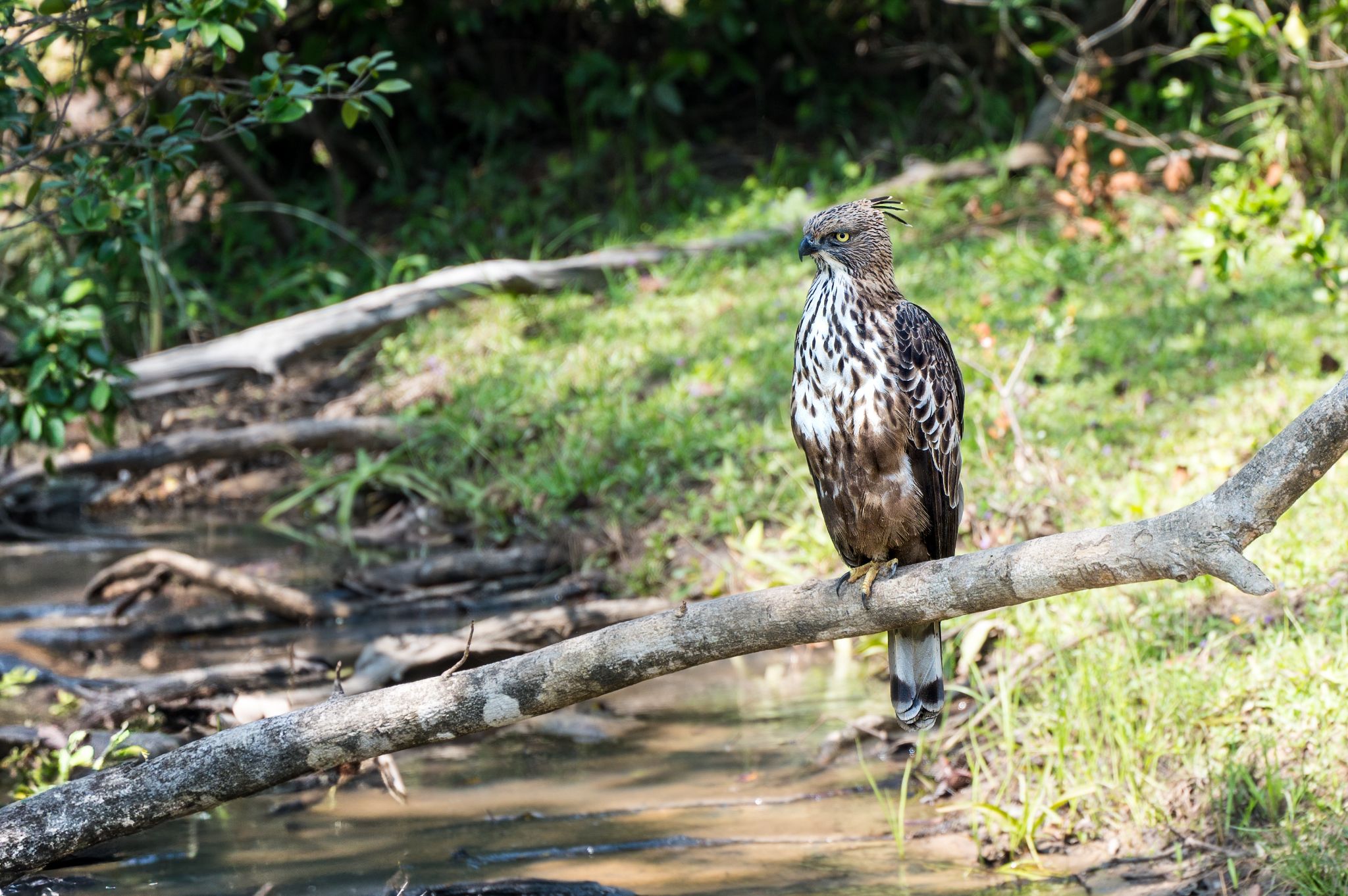 Haubenadler mature Crested Hawk eagle (Nisaetus cirrhatus)